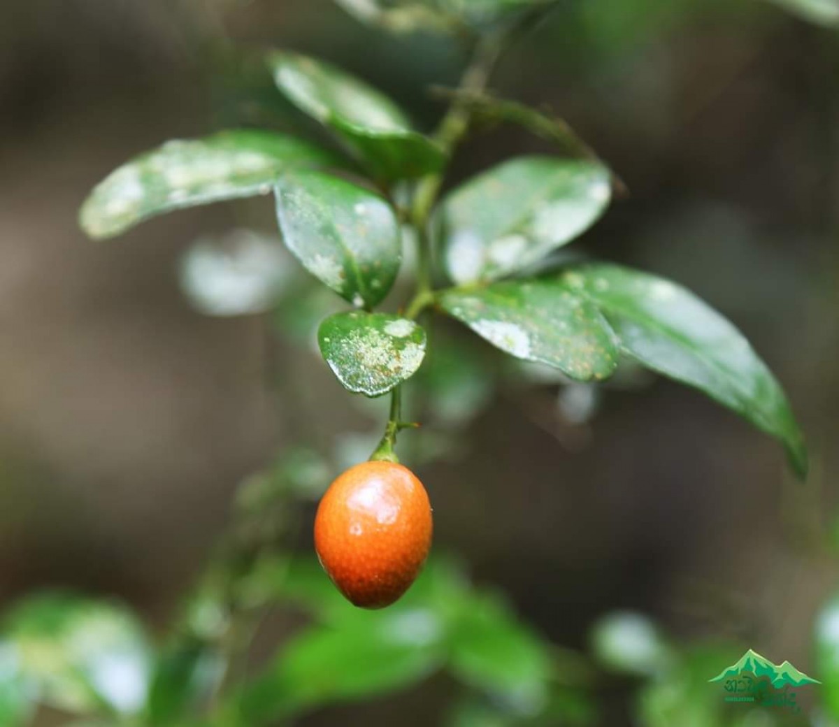 Triphasia trifolia (Burm.f.) P.Wilson